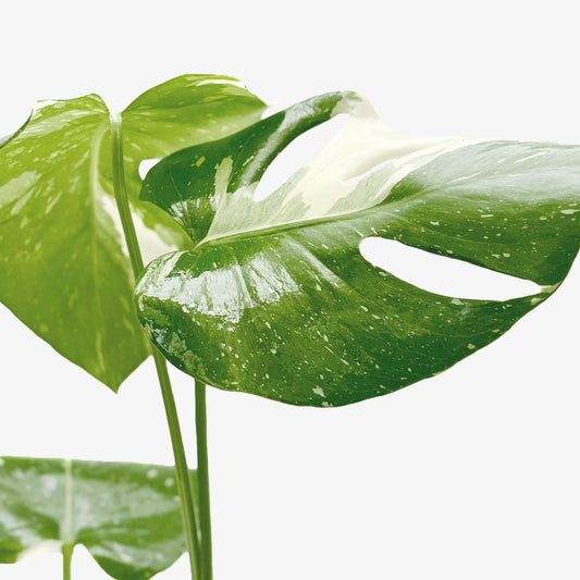 Monstera 'Thai Constellation' – Rare Variegated