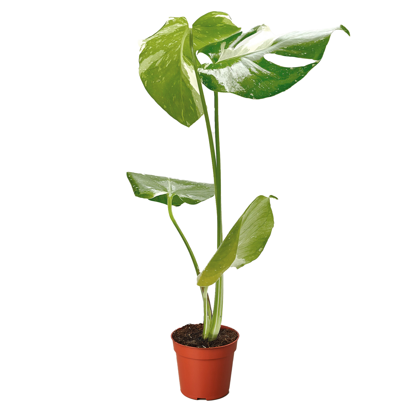 Monstera 'Thai Constellation' – Rare Variegated