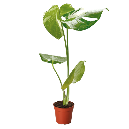 Monstera 'Thai Constellation' – Rare Variegated