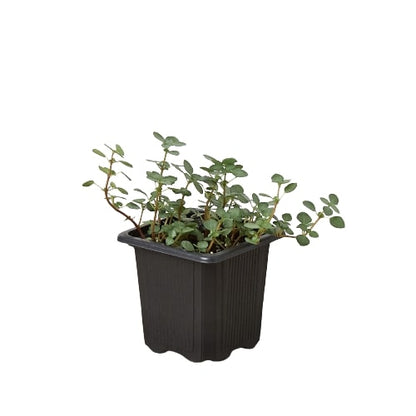 Nettle 'Silver Sparkle' Perennial Plant
