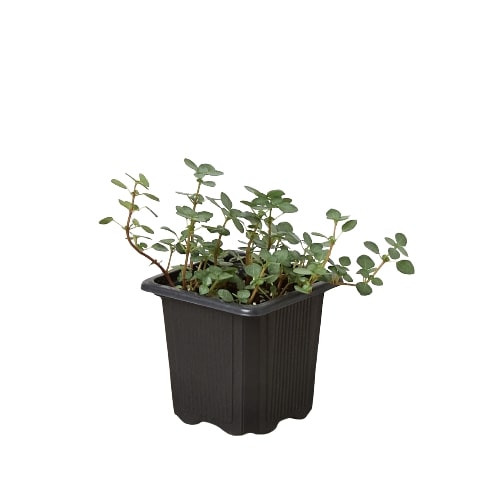 Nettle 'Silver Sparkle' Perennial Plant