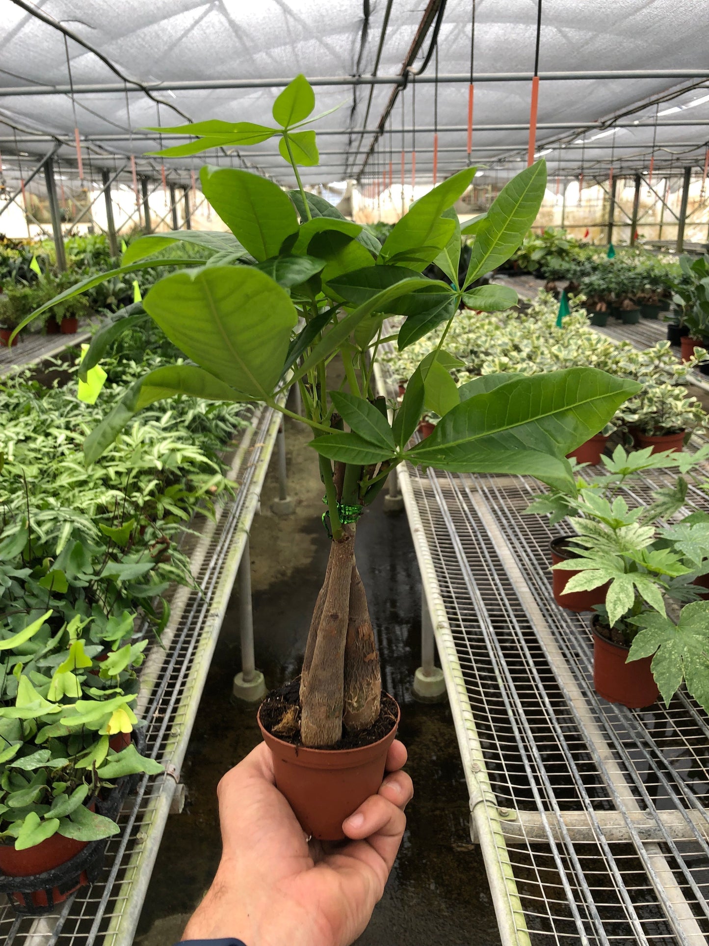 Money Tree 'Braided' Pachira – Live Plant