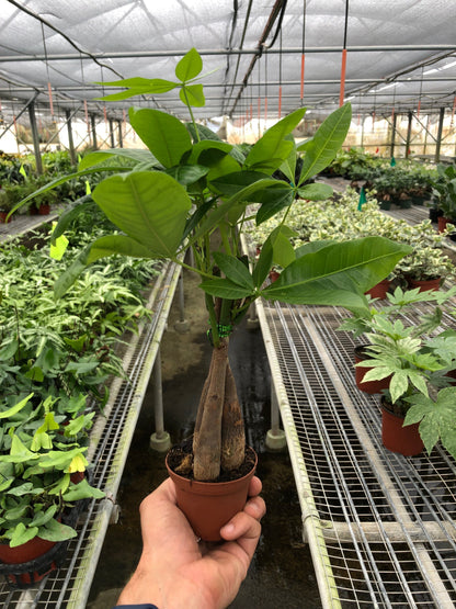 Money Tree 'Braided' Pachira – Live Plant