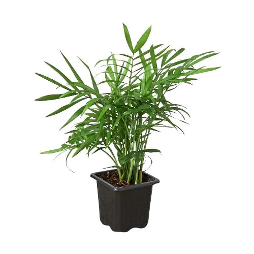 Parlor Palm Live Plant – Pet-Safe