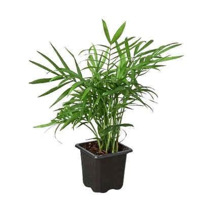 Parlor Palm Live Plant – Pet-Safe