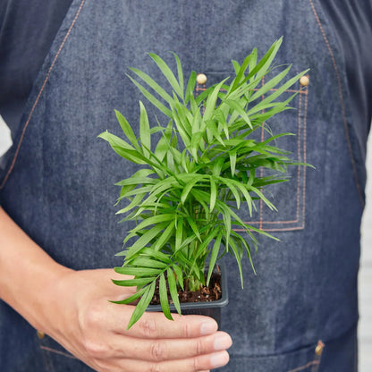 Parlor Palm Live Plant – Pet-Safe