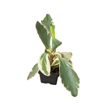 Peperomia 'Ginny' Live Plant