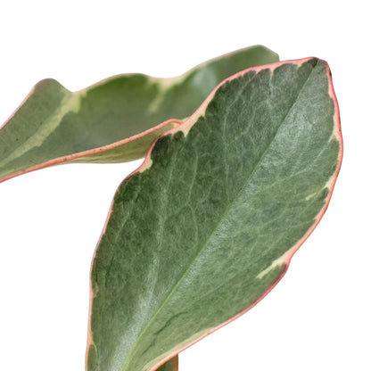 Peperomia 'Ginny' Live Plant