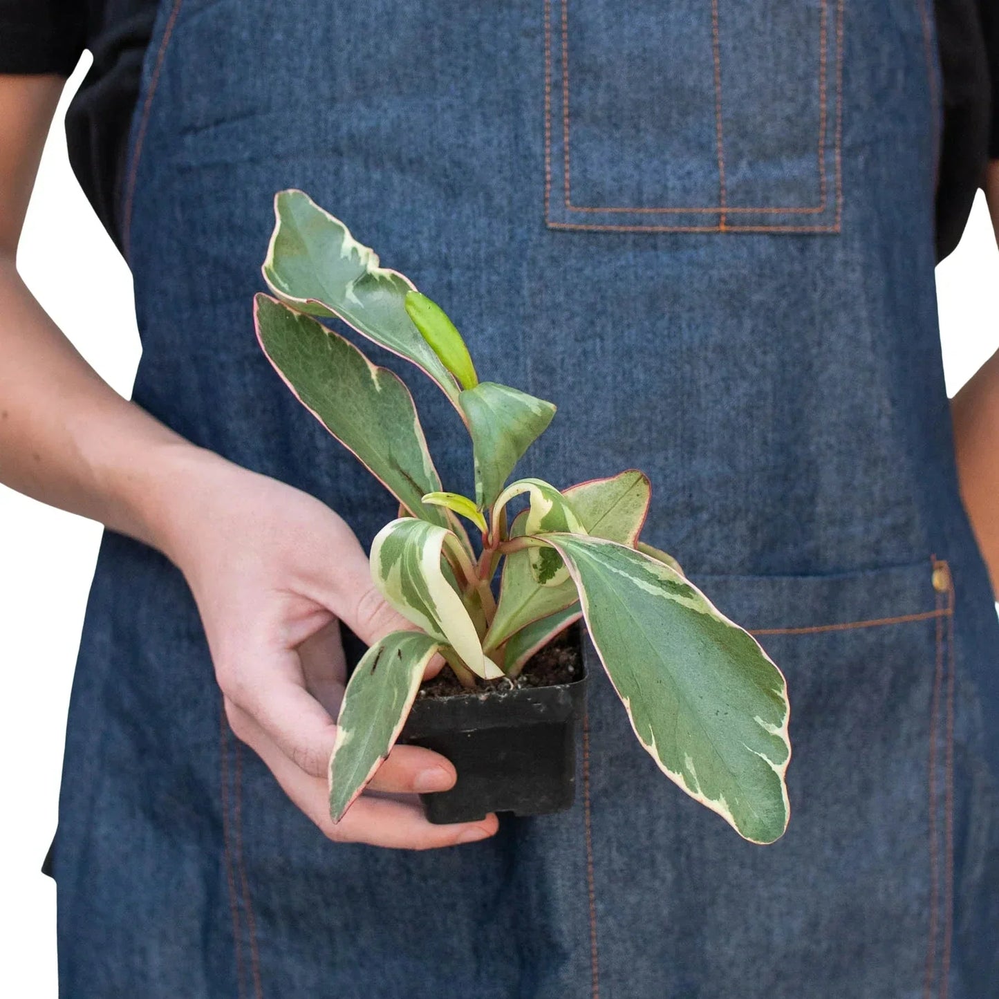 Peperomia 'Ginny' Live Plant