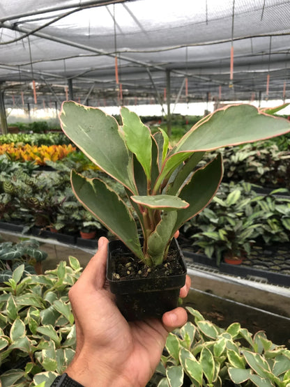 Peperomia 'Ginny' Live Plant