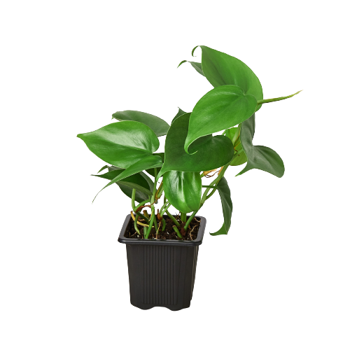 Philodendron Cordatum 'Heartleaf' Live Plant
