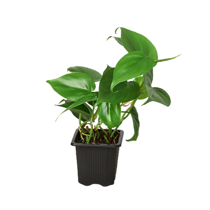Philodendron Cordatum 'Heartleaf' Live Plant