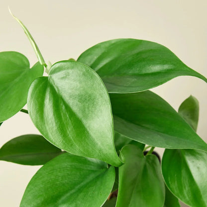 Philodendron Cordatum 'Heartleaf' Live Plant