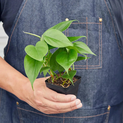 Philodendron Cordatum 'Heartleaf' Live Plant