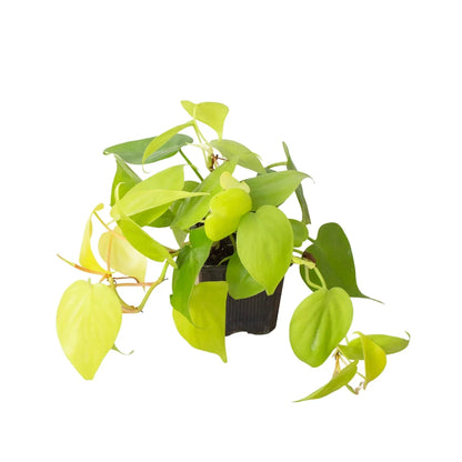 Philodendron 'Neon' Live Plant