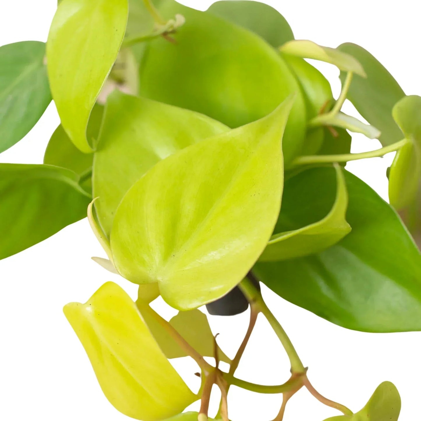 Philodendron 'Neon' Live Plant