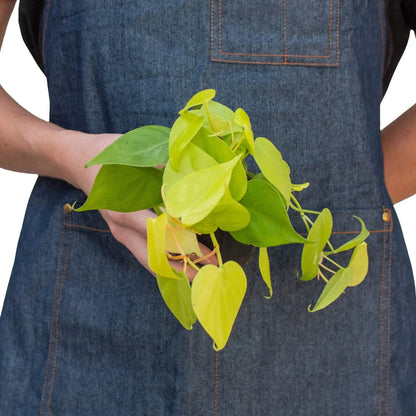 Philodendron 'Neon' Live Plant