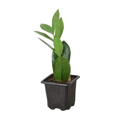 ZZ Plant (Zamioculcas Zamiifolia) Live Plant