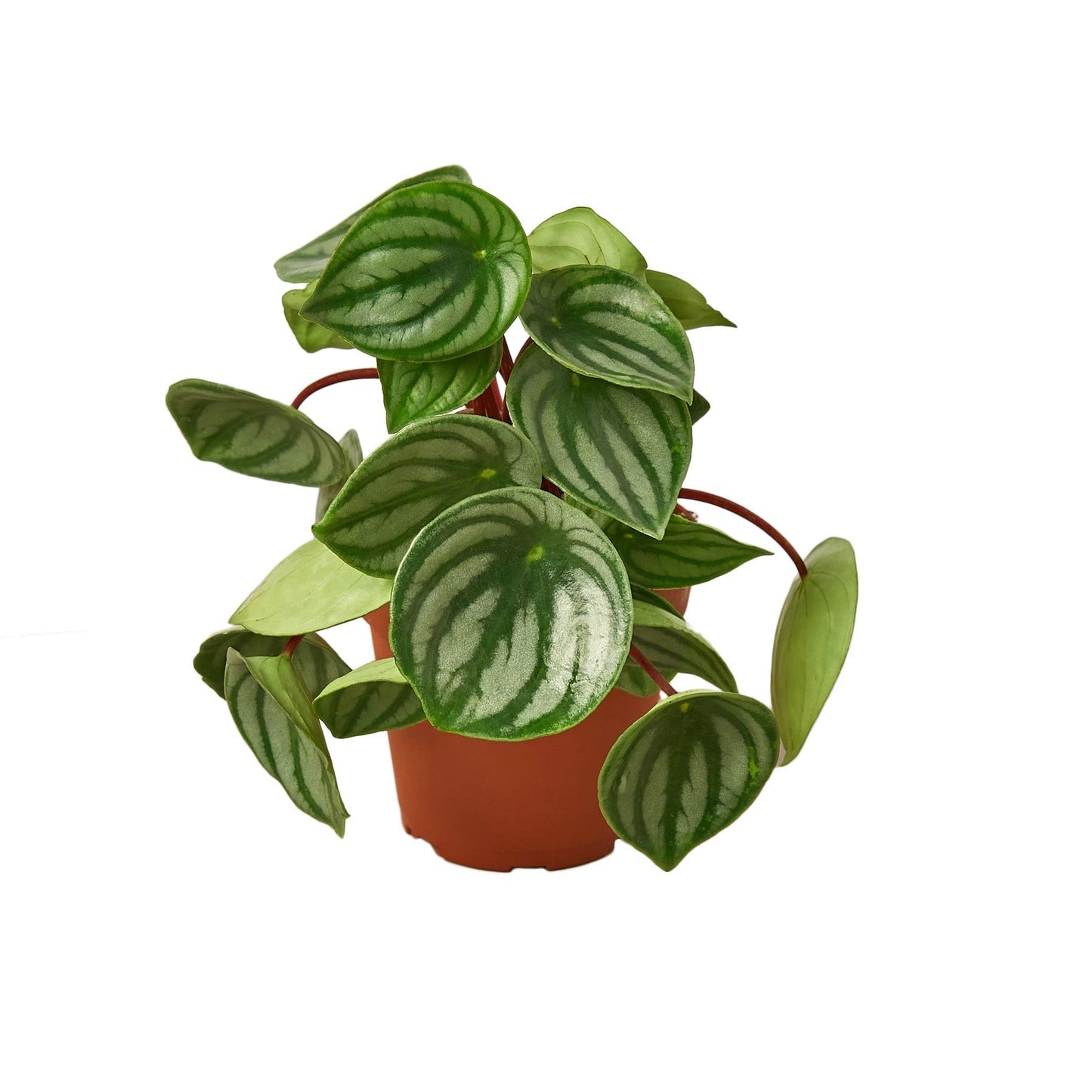 Peperomia 'Watermelon' Live Plant – Pet-Safe