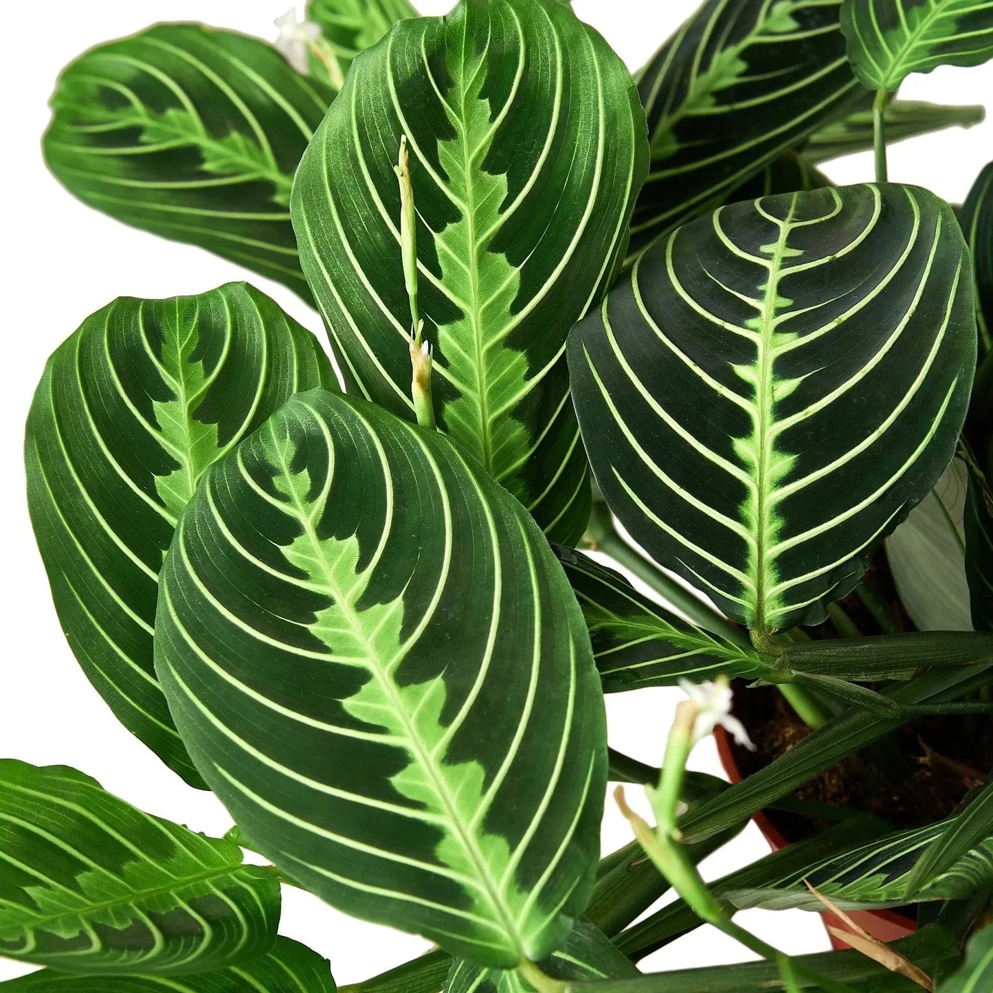 Maranta 'Lemon Lime' Live Plant – Prayer Plant