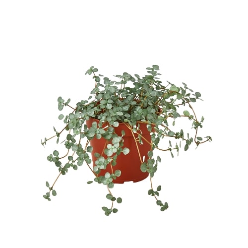 Nettle 'Silver Sparkle' Perennial Plant