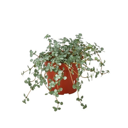 Nettle 'Silver Sparkle' Perennial Plant