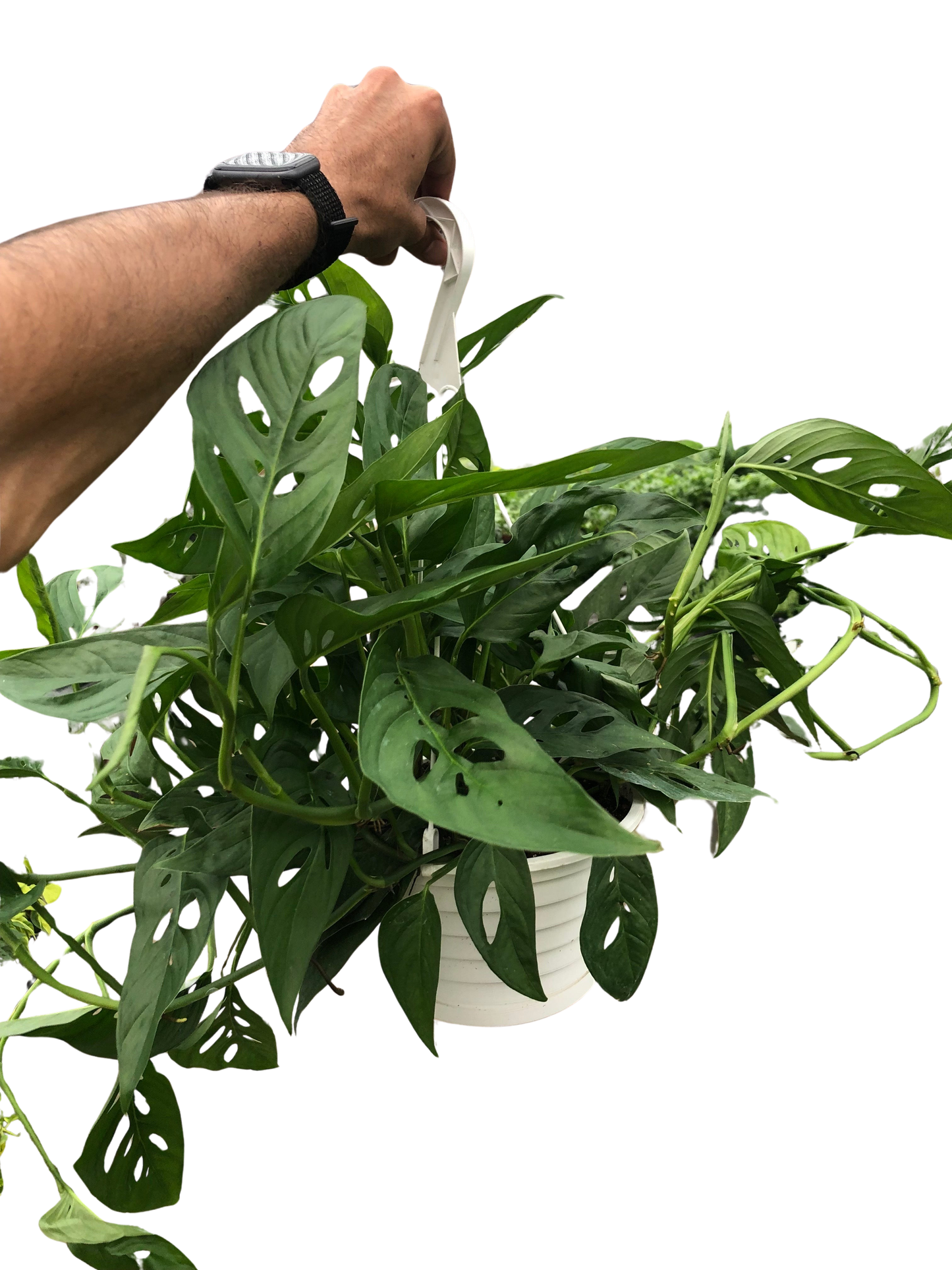 Monstera Adansonii 'Swiss Cheese' Live Plant