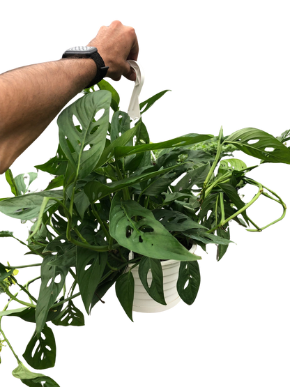 Monstera Adansonii 'Swiss Cheese' Live Plant