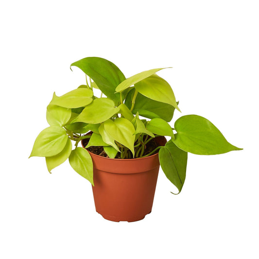 Philodendron 'Neon' Live Plant