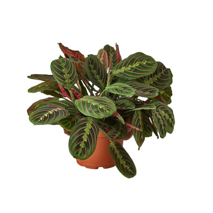 Maranta 'Red Prayer' Live Plant – Prayer Plant