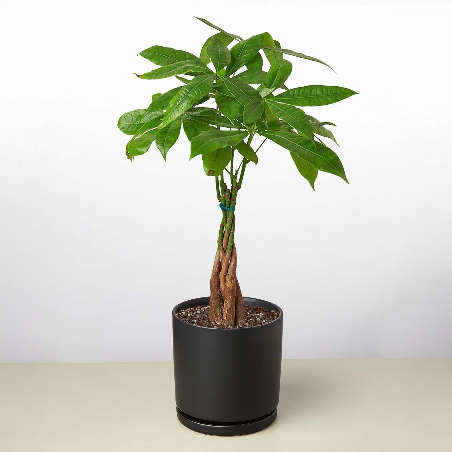 Money Tree 'Braided' Pachira – Live Plant