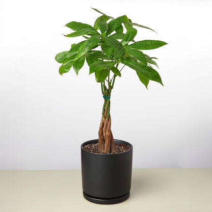 Money Tree 'Braided' Pachira – Live Plant
