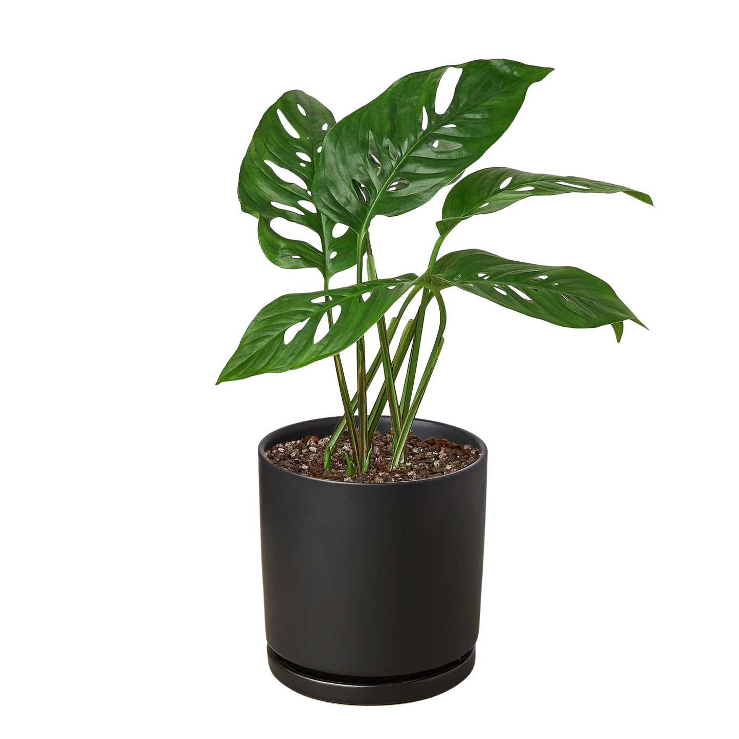 Monstera Adansonii 'Swiss Cheese' Live Plant
