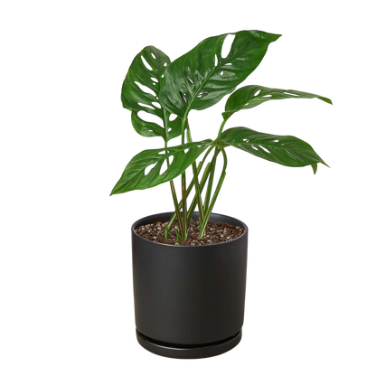 Monstera Adansonii 'Swiss Cheese' Live Plant