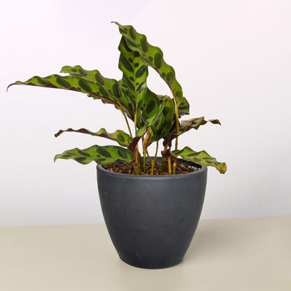 Calathea Lancifolia 'Rattlesnake' Plant