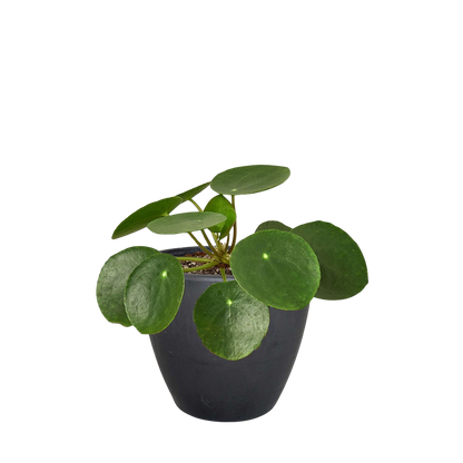 Pilea Peperomioides 'Chinese Money Plant'