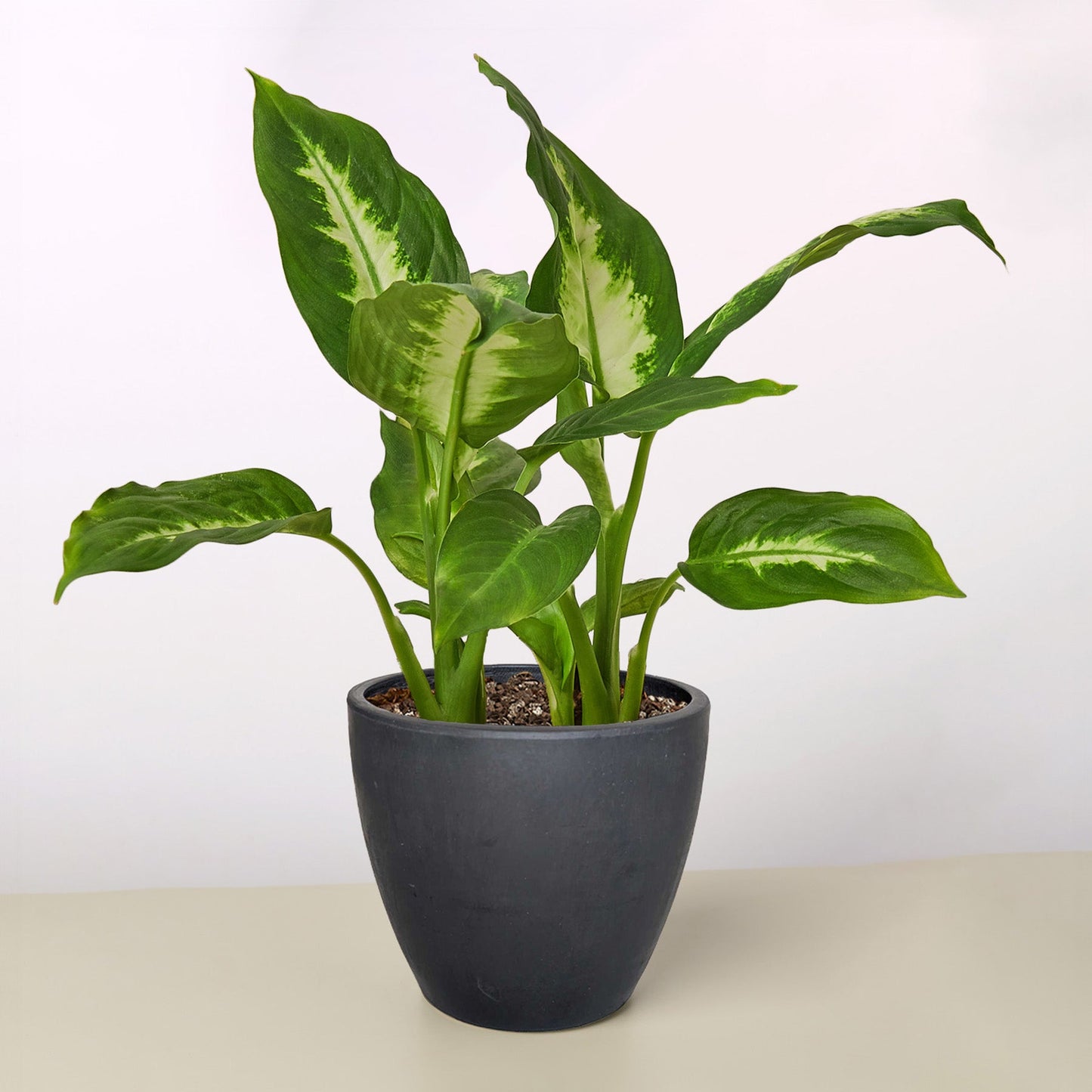 Dieffenbachia 'Camille' Live Plant
