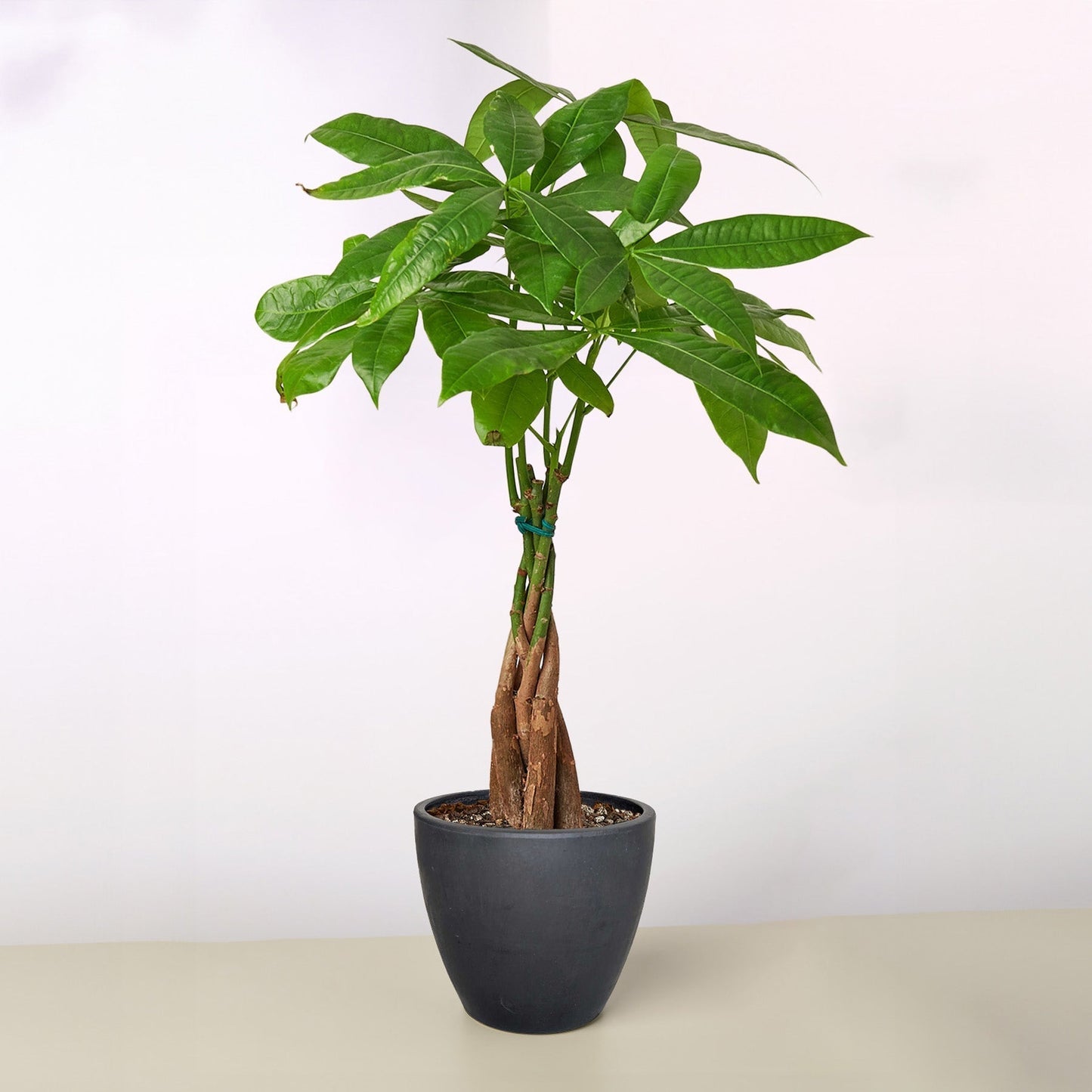 Money Tree 'Braided' Pachira – Live Plant