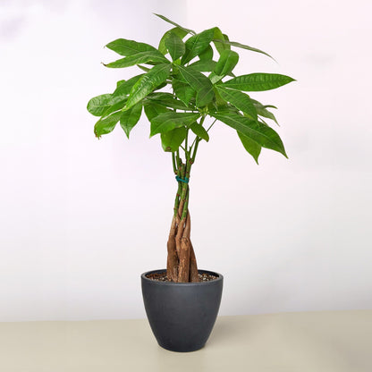 Money Tree 'Braided' Pachira – Live Plant