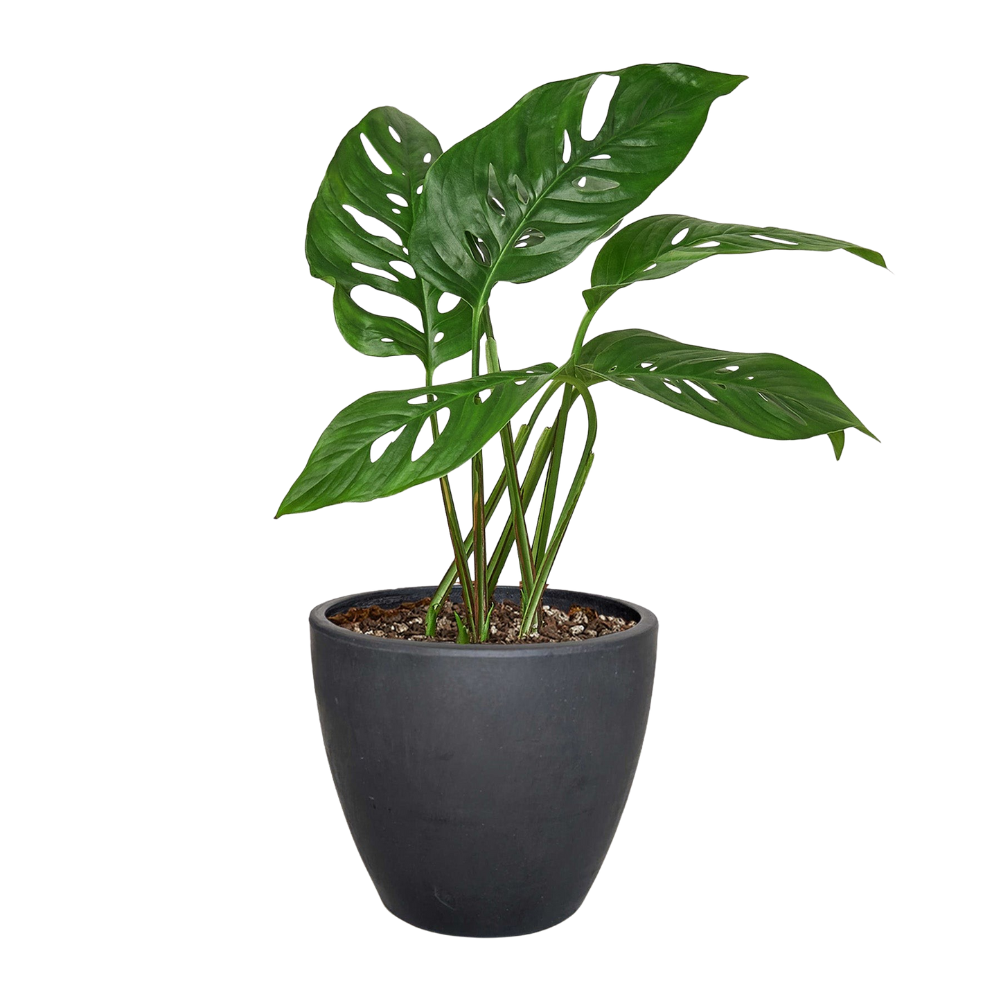 Monstera Adansonii 'Swiss Cheese' Live Plant