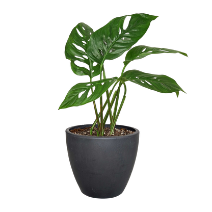 Monstera Adansonii 'Swiss Cheese' Live Plant