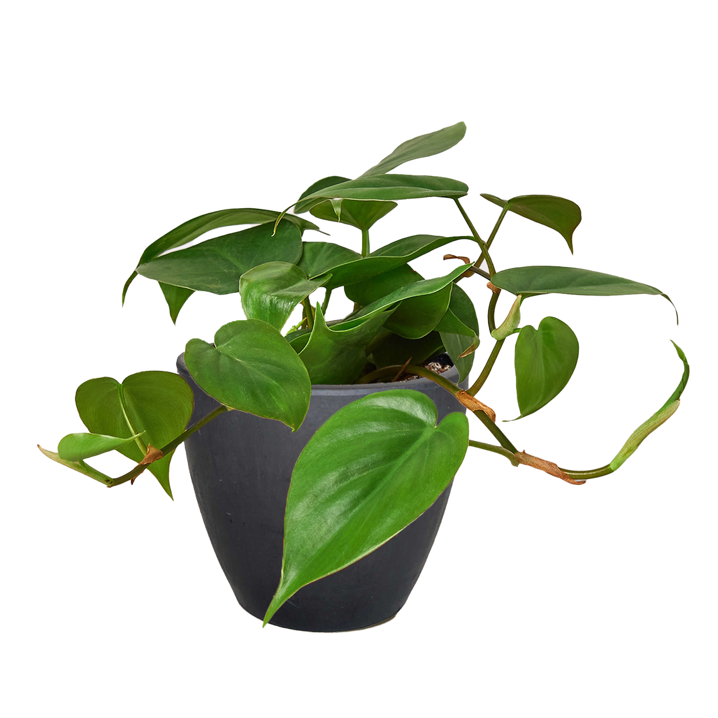 Philodendron Cordatum 'Heartleaf' Live Plant