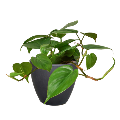 Philodendron Cordatum 'Heartleaf' Live Plant