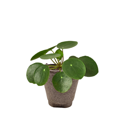 Pilea Peperomioides 'Chinese Money Plant'