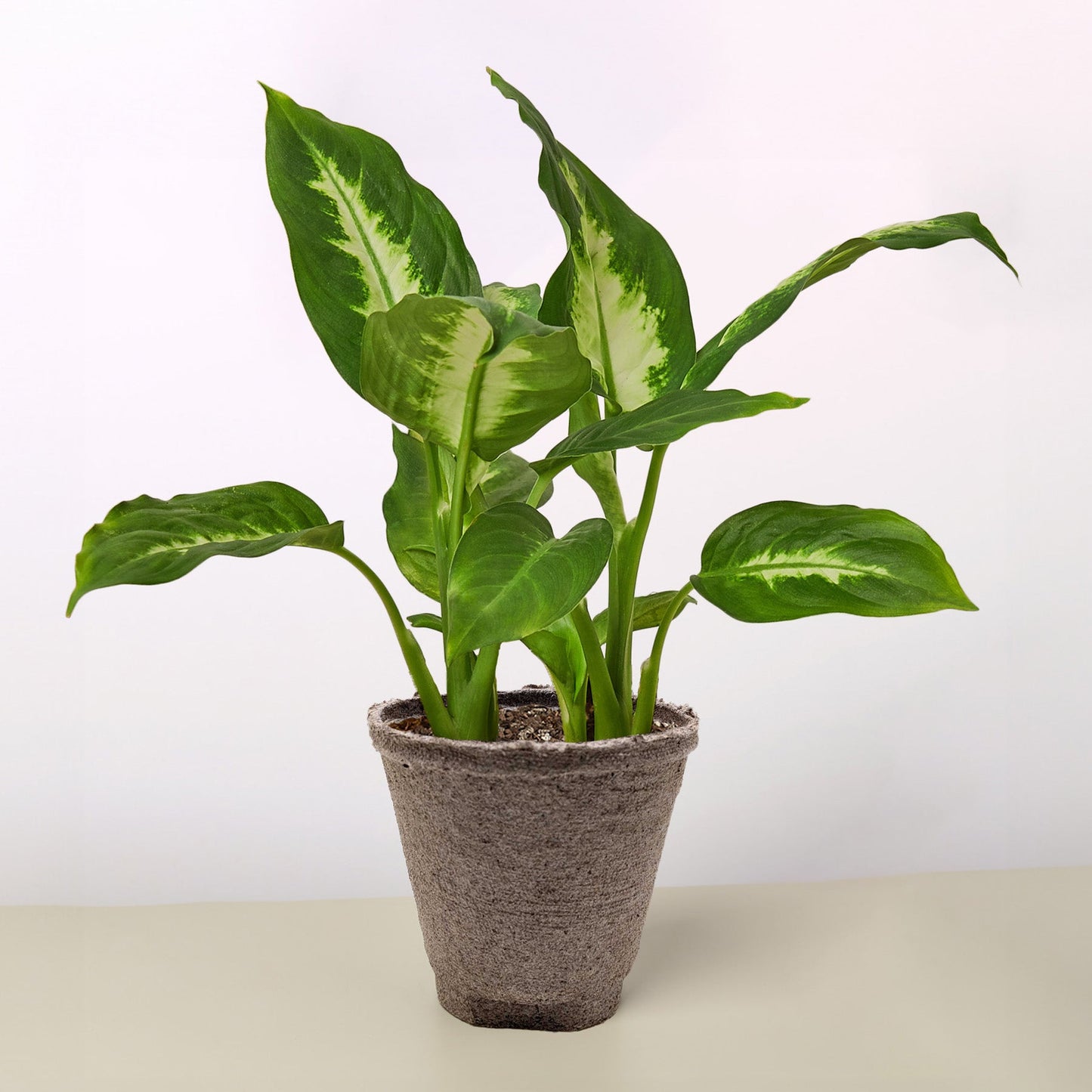 Dieffenbachia 'Camille' Live Plant