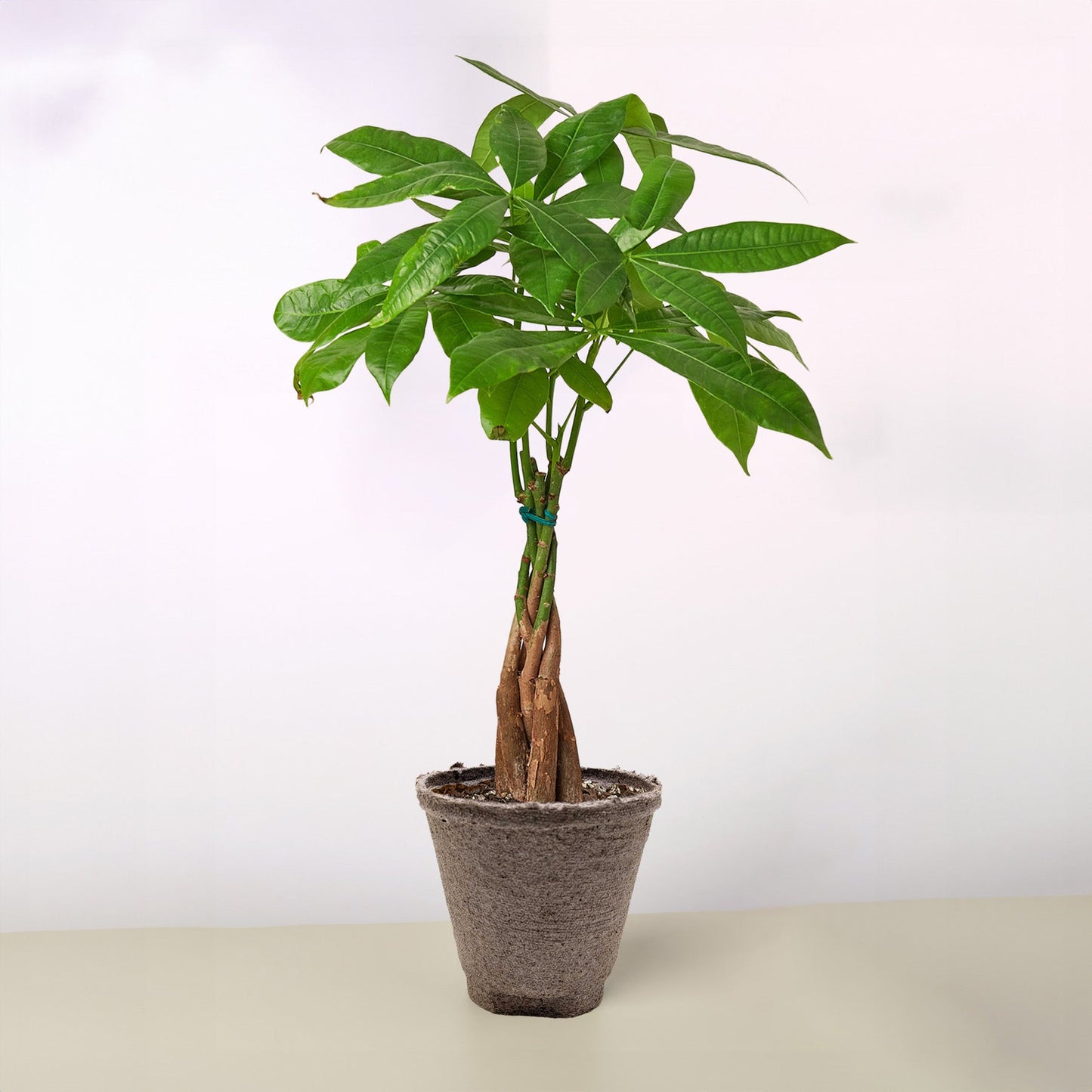 Money Tree 'Braided' Pachira – Live Plant