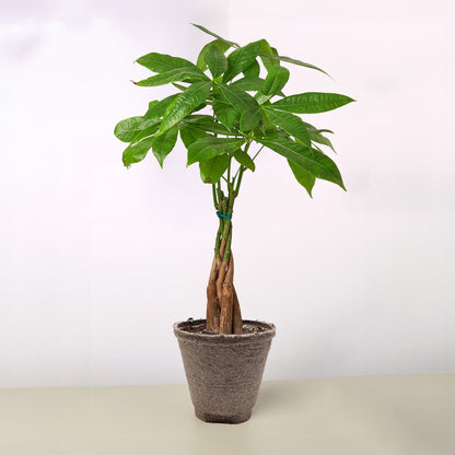 Money Tree 'Braided' Pachira – Live Plant
