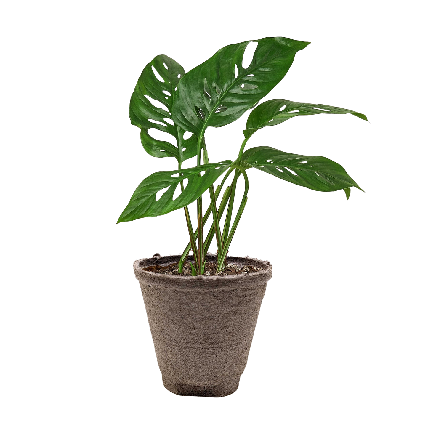 Monstera Adansonii 'Swiss Cheese' Live Plant