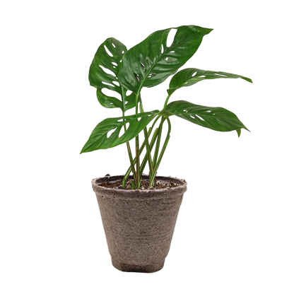 Monstera Adansonii 'Swiss Cheese' Live Plant