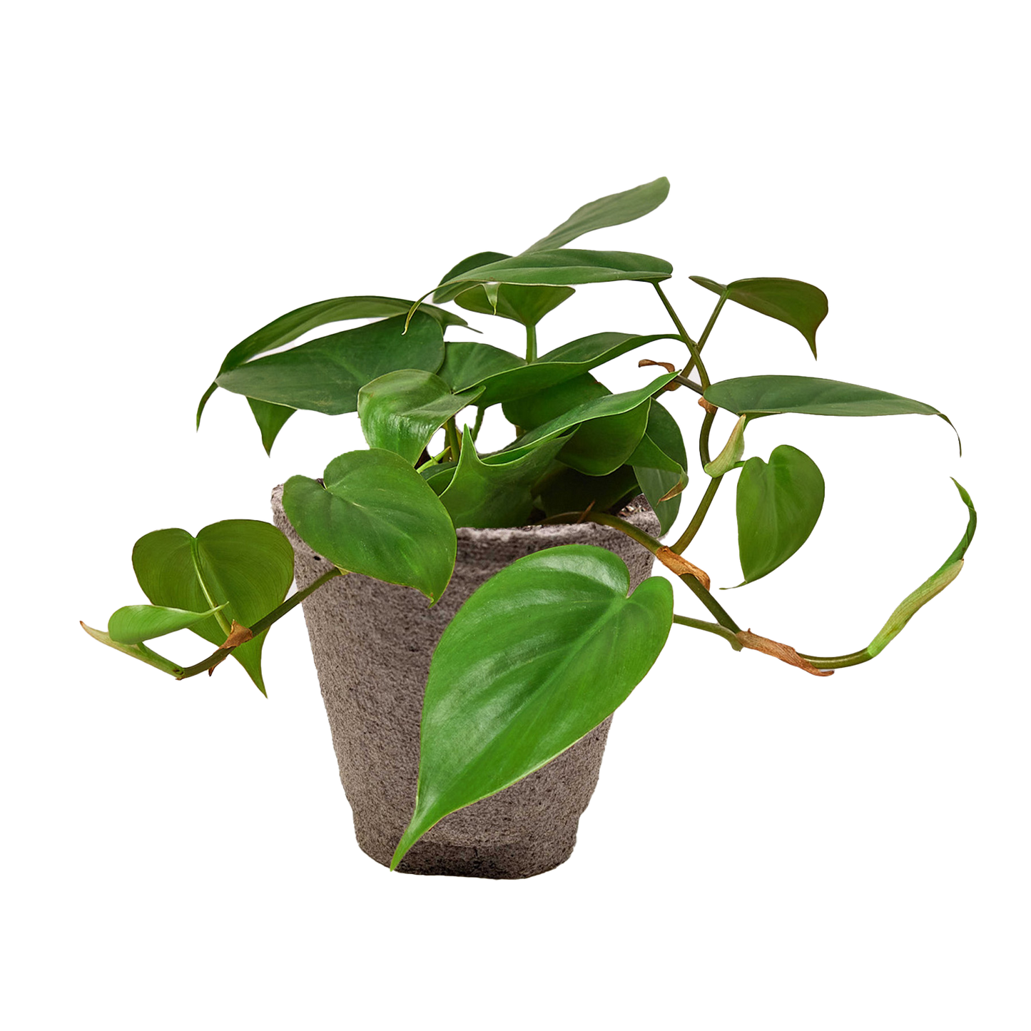 Philodendron Cordatum 'Heartleaf' Live Plant
